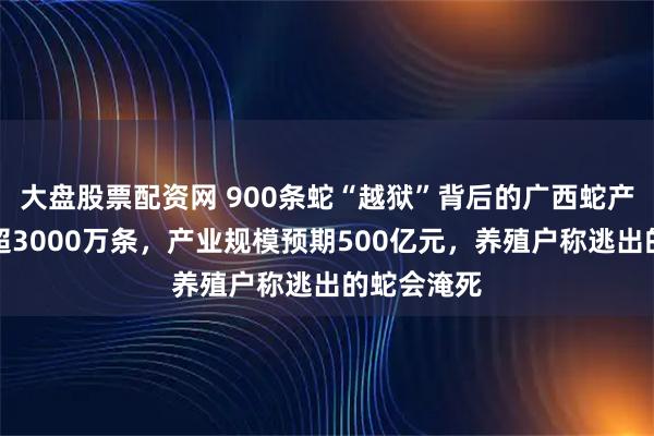 大盘股票配资网 900条蛇“越狱”背后的广西蛇产业：年产超3000万条，产业规模预期500亿元，养殖户称逃出的蛇会淹死
